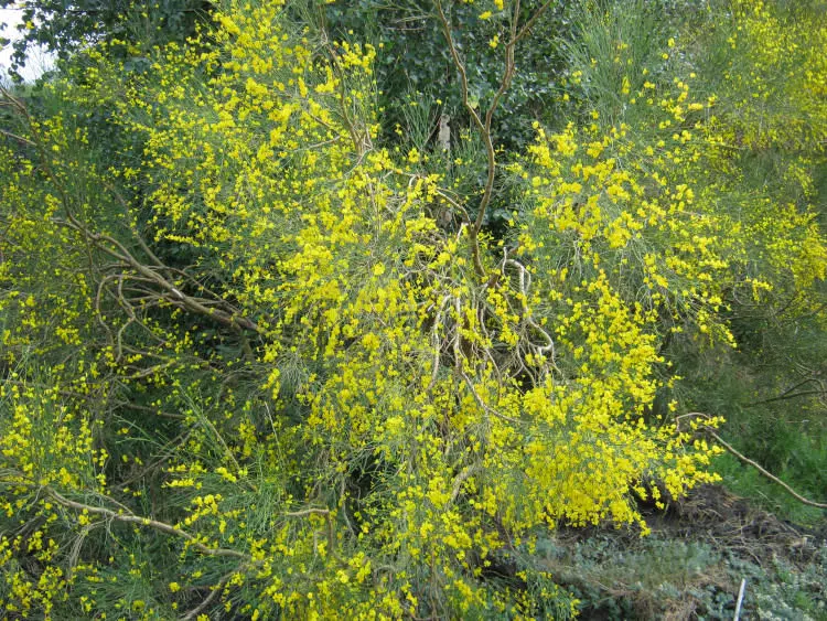 Etna broom (Genista aetnensis)