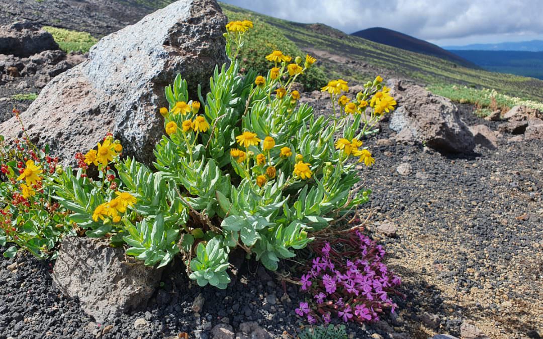 La diversità delle piante dell’Etna