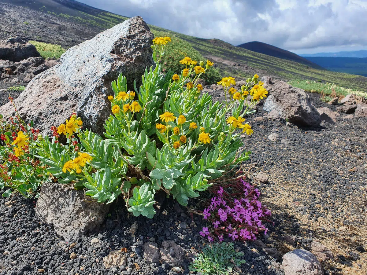 The plants of Etna