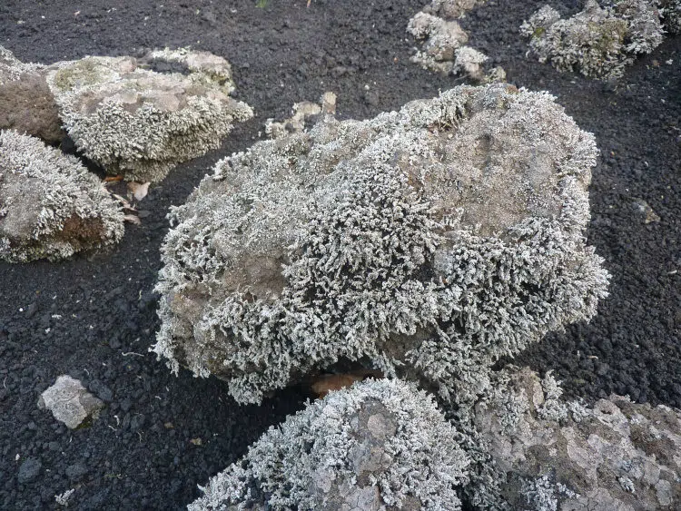 Le lichen Stereocaulon vesuvianum vu de près