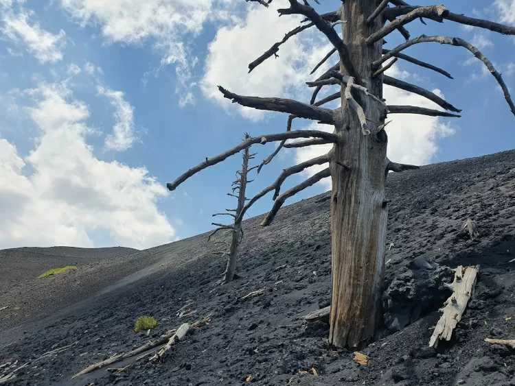 Burnt trees in the 2002 lava flow