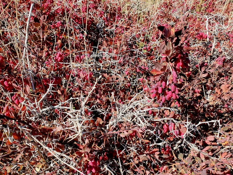 Le berbéris de l'Etna (Berberis aetnensis) donne des fruits rouge vif en automne.