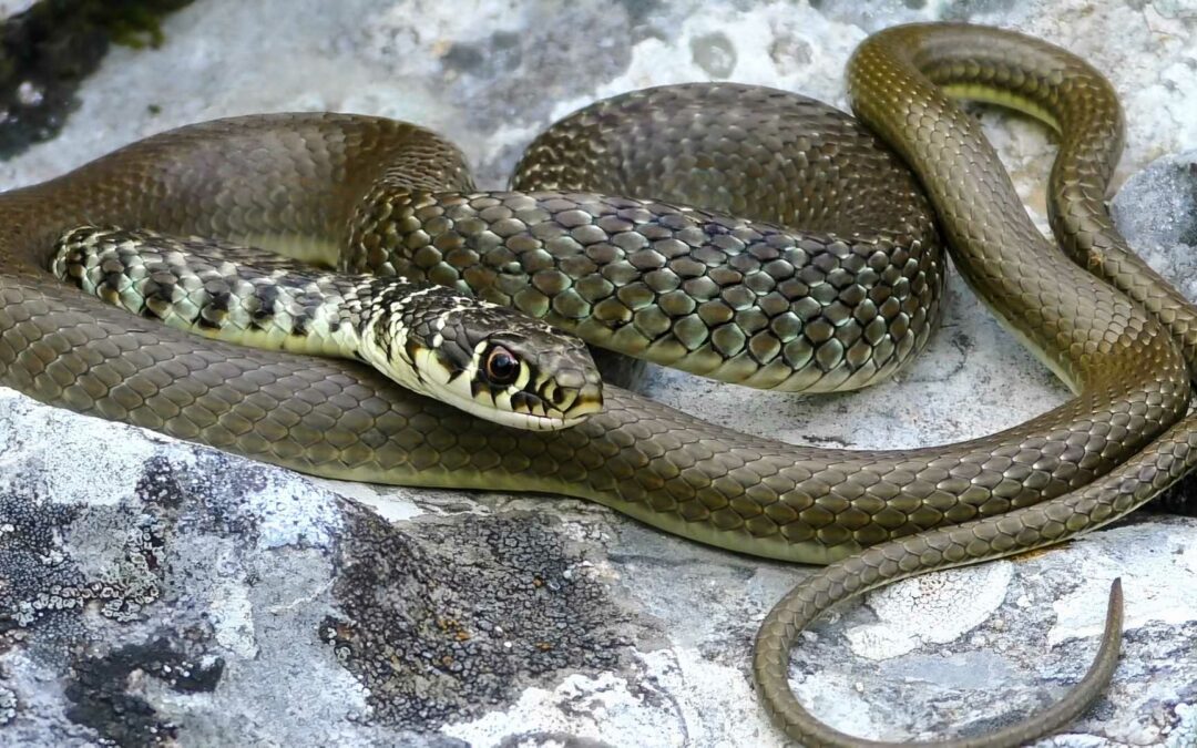 Snakes of Etna