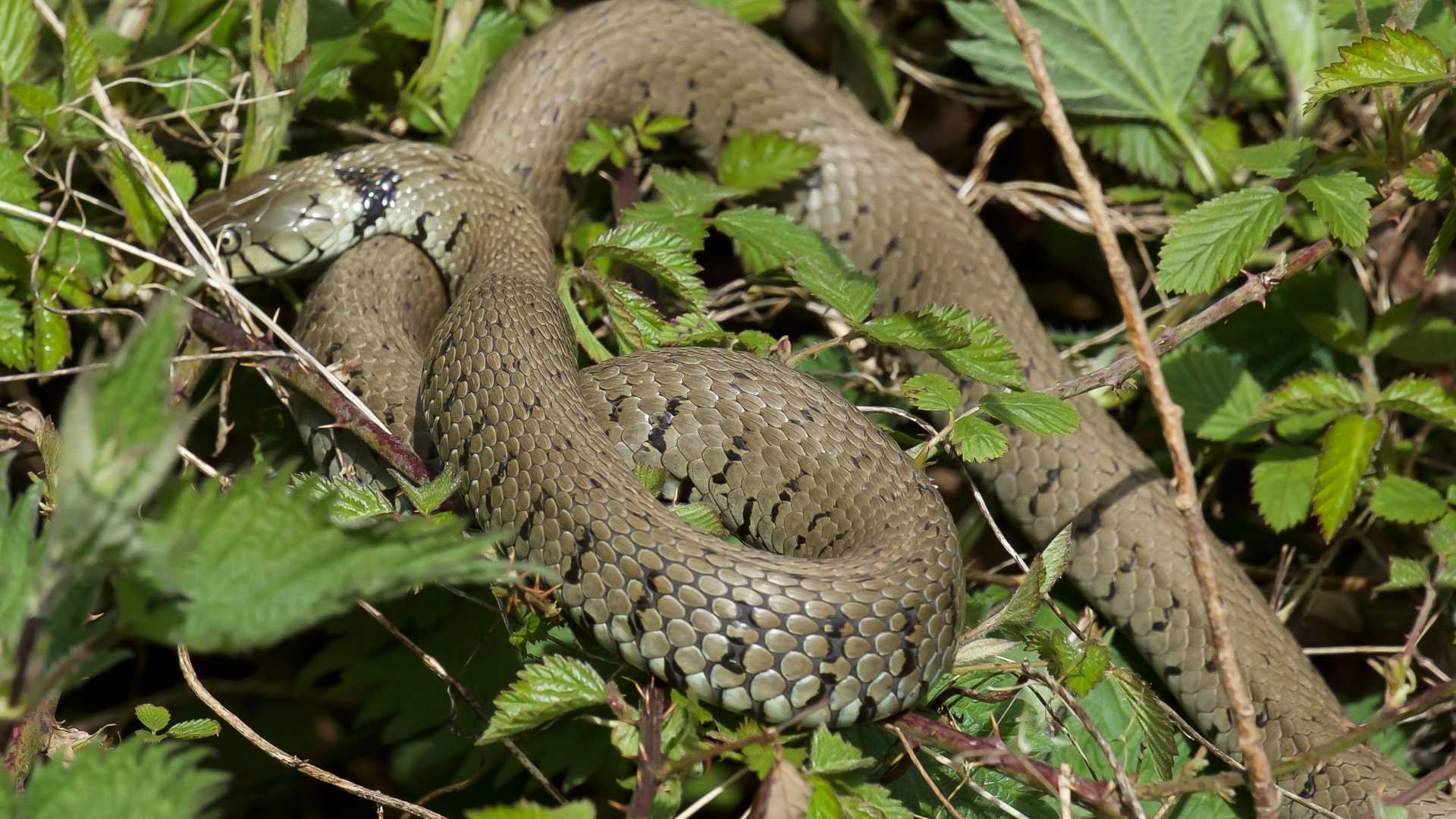 Natrice dal collare (Natrix natrix)