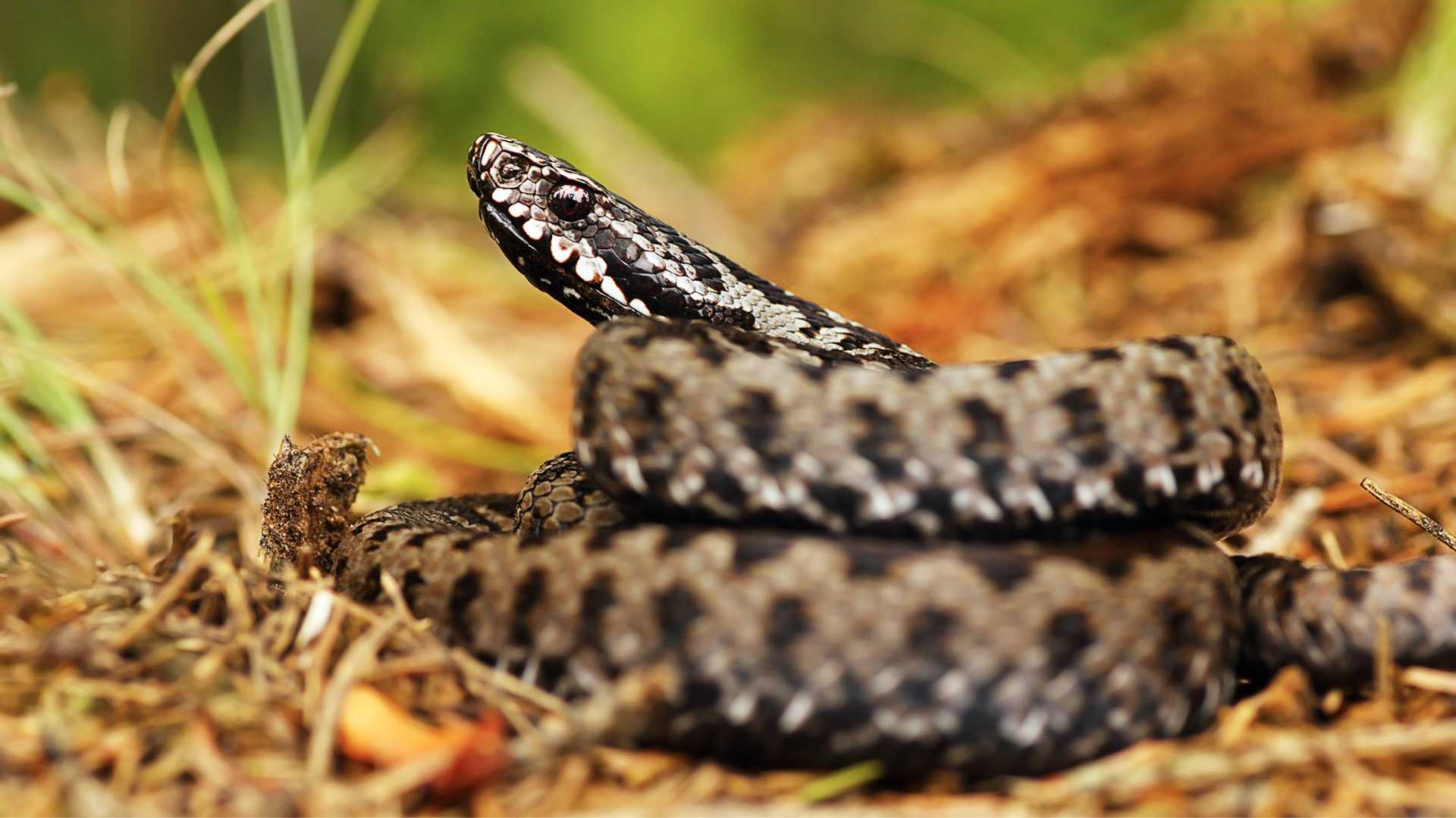 Vipera comune Vipera aspis