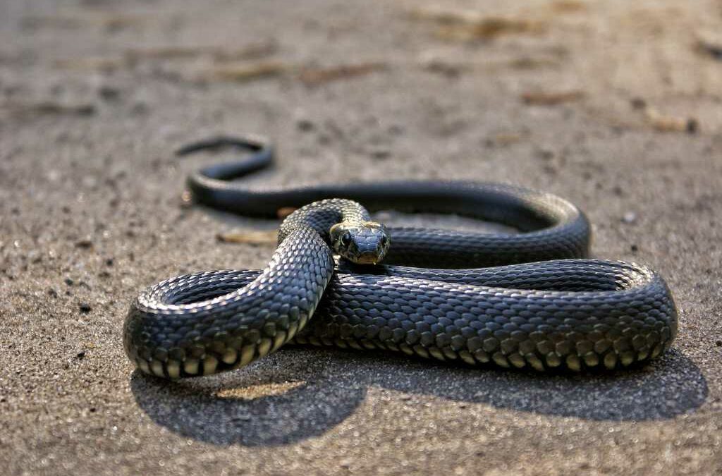 Serpents de l’Etna