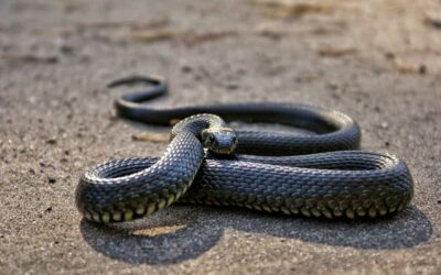 Serpenti Etna