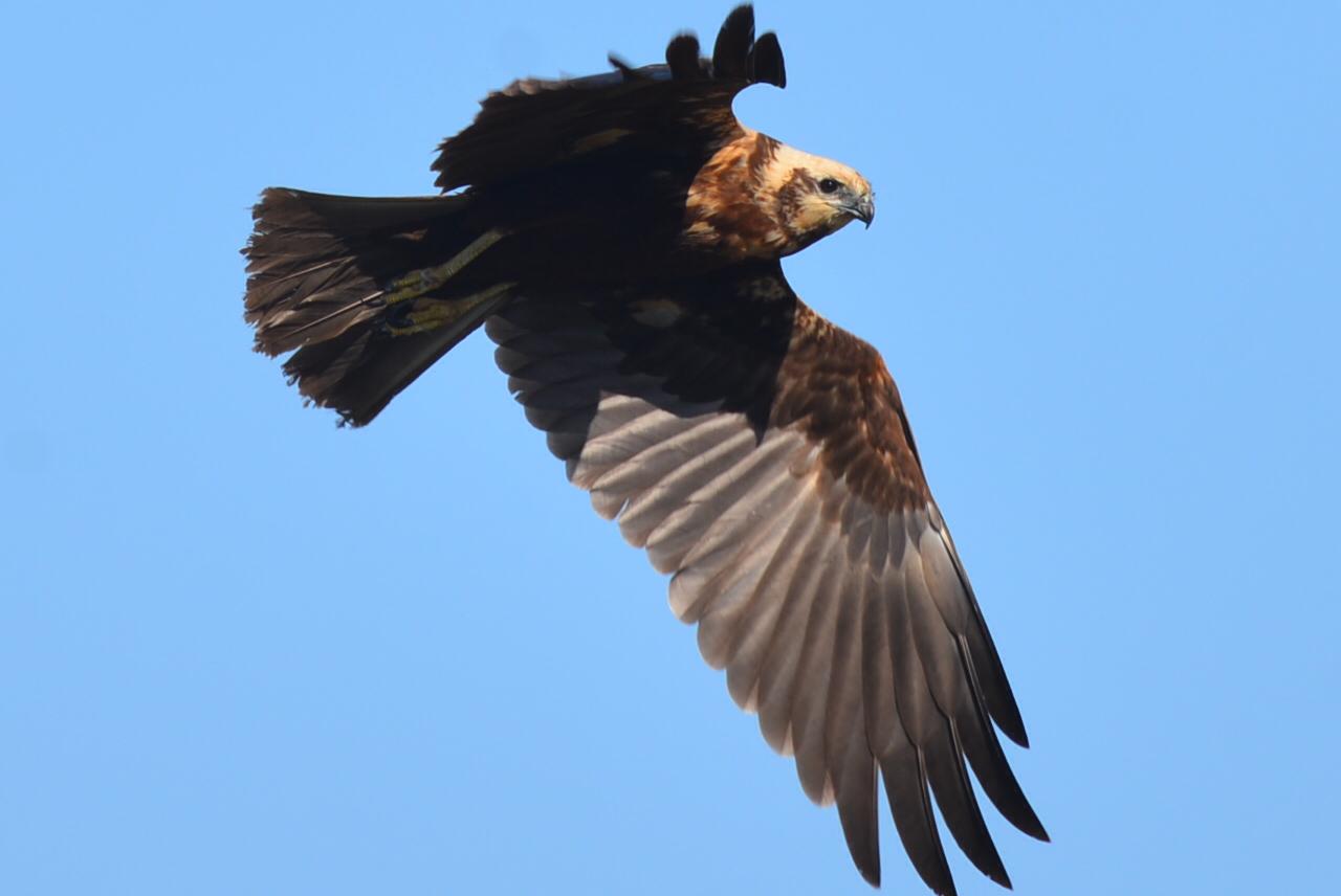 Falco di palude – Circus aeruginosus