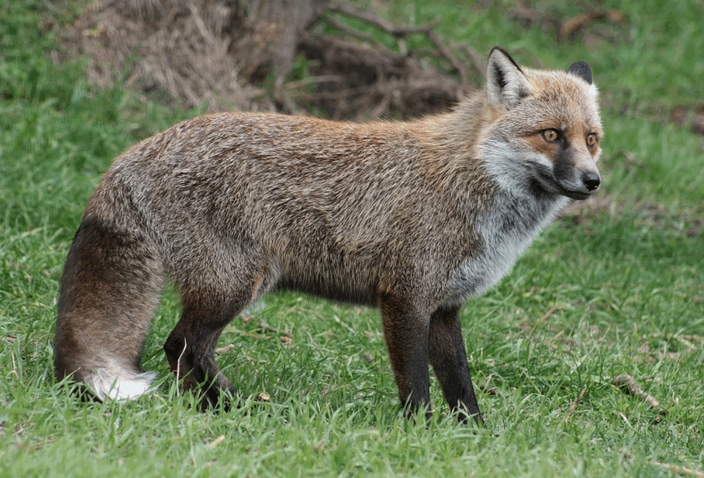Etna fauna