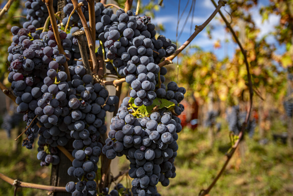 uva e vino sull'etna